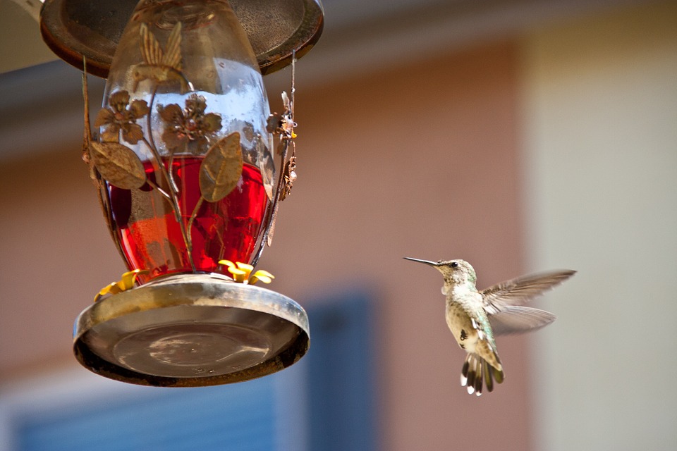 hummingbird-feeding-742919_960_720.jpg
