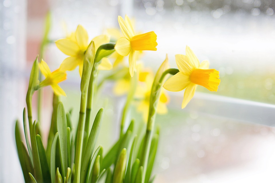 daffodils-1316126_960_720.jpg