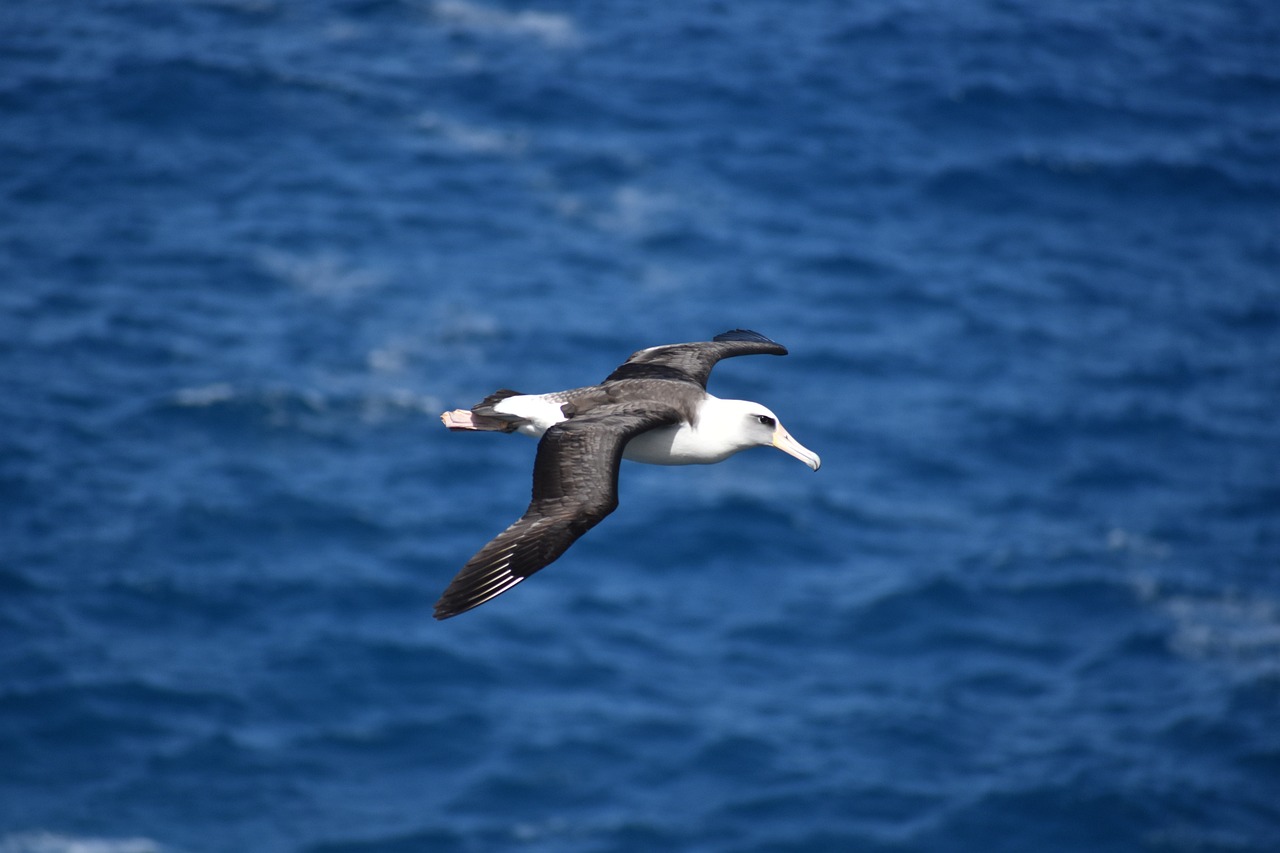 albatross-2212194_1280.jpg