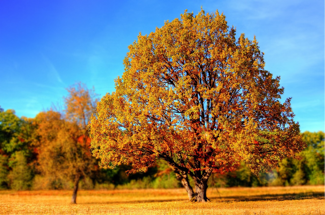 tree-99852_1280.jpg